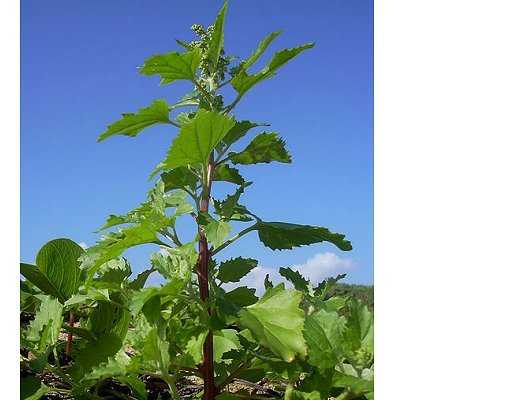Chenopodiastrum murale (L.) S. Fuentes-B., Uotila & Borsch