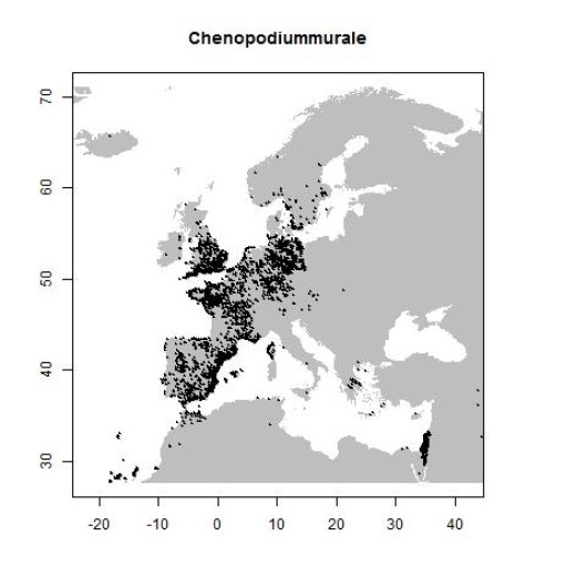 Chenopodiastrum murale (L.) S. Fuentes-B., Uotila & Borsch