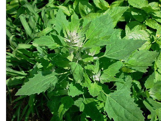 Chenopodium album L.