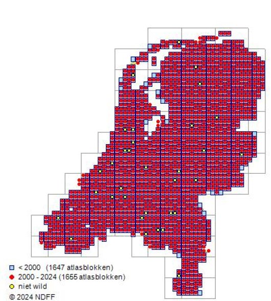 Chenopodium album L.