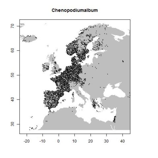 Chenopodium album L.