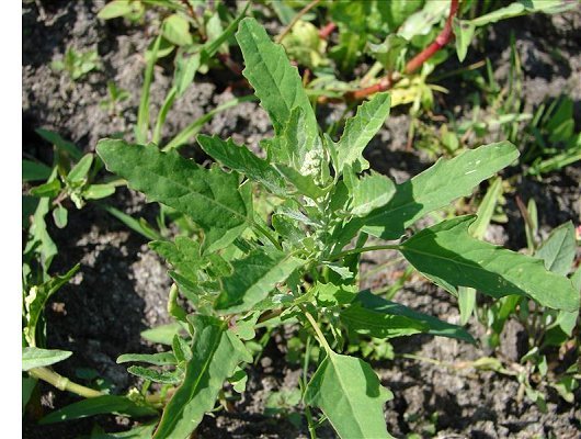 Chenopodium ficifolium J.E. Smith