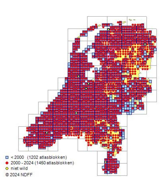 Chenopodium ficifolium J.E. Smith