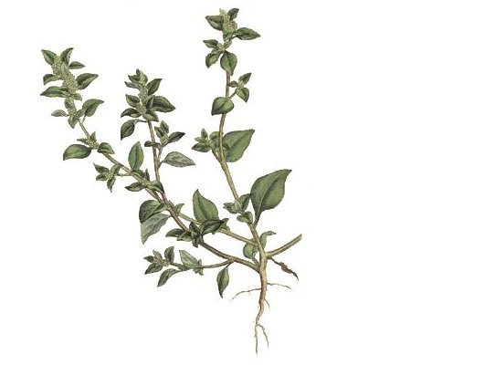 Chenopodium vulvaria L.