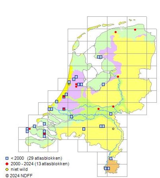 Chenopodium vulvaria L.