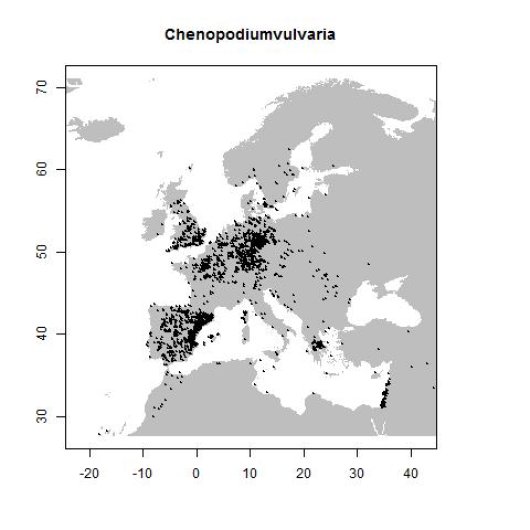 Chenopodium vulvaria L.