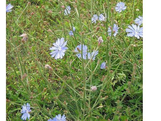 Cichorium intybus L.