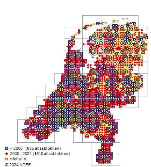Cichorium intybus L.