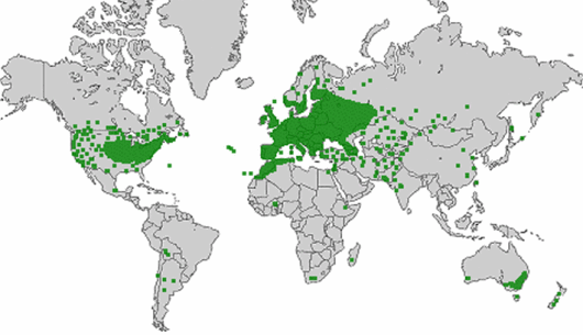 Cichorium intybus L.