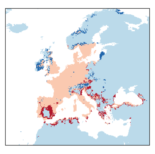 Cichorium intybus L.