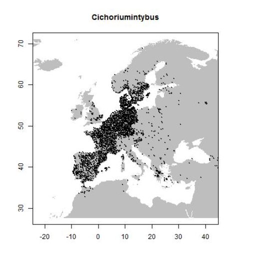 Cichorium intybus L.