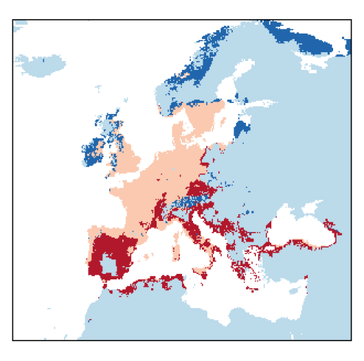 Cichorium intybus L.