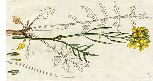 Coincya monensis subsp. cheiranthos (Vill.) C. Aedo Perez, E.A. Leadlay & J.F. Munoz Garmendia