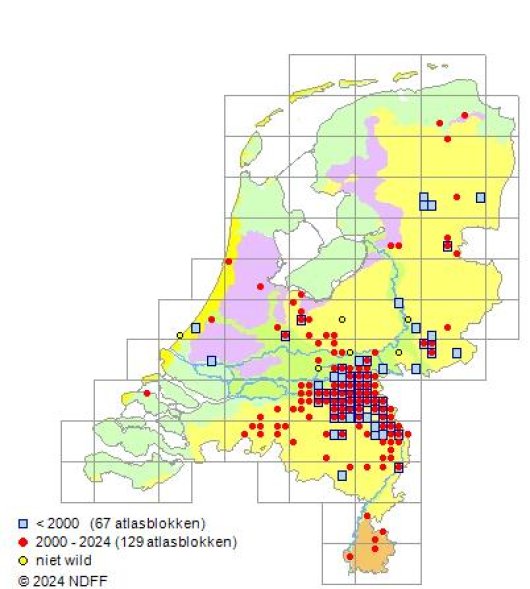 Coincya monensis subsp. cheiranthos (Vill.) C. Aedo Perez, E.A. Leadlay & J.F. Munoz Garmendia