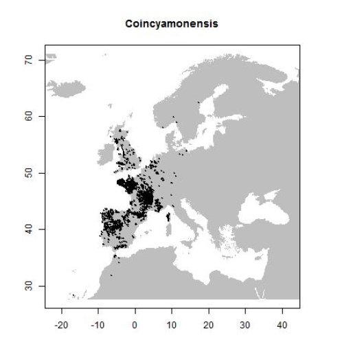 Coincya monensis subsp. cheiranthos (Vill.) C. Aedo Perez, E.A. Leadlay & J.F. Munoz Garmendia