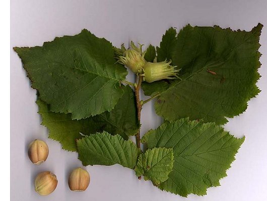 Corylus avellana L.