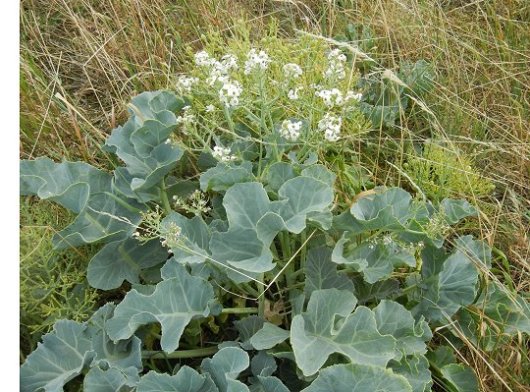 Crambe maritima L.