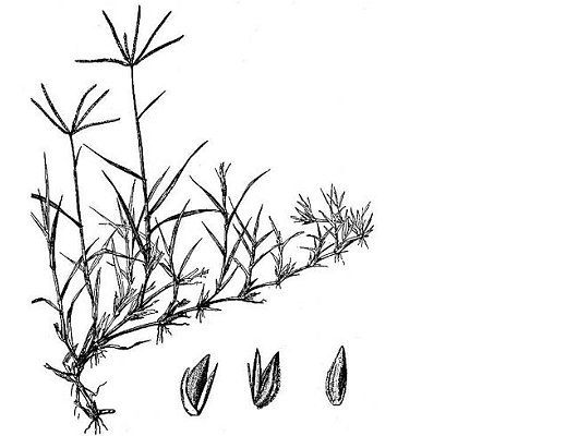 Cynodon dactylon (L.) Pers.