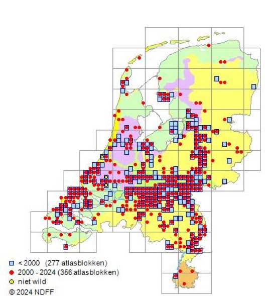 Cynodon dactylon (L.) Pers.
