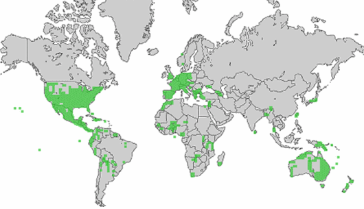 Cynodon dactylon (L.) Pers.
