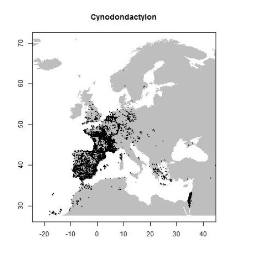 Cynodon dactylon (L.) Pers.