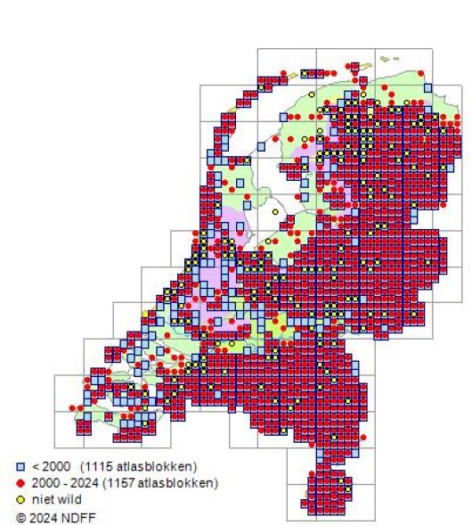 Cytisus scoparius (L.) Link