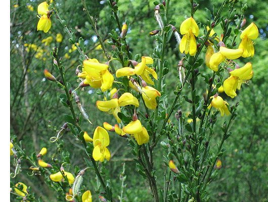 Cytisus scoparius (L.) Link