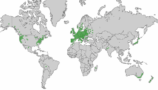Cytisus scoparius (L.) Link