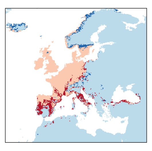 Cytisus scoparius (L.) Link