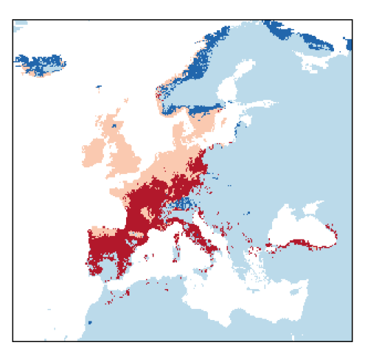 Cytisus scoparius (L.) Link