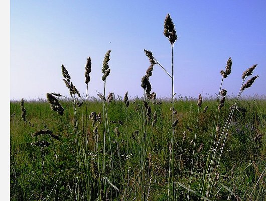 Dactylis glomerata subsp. glomerata