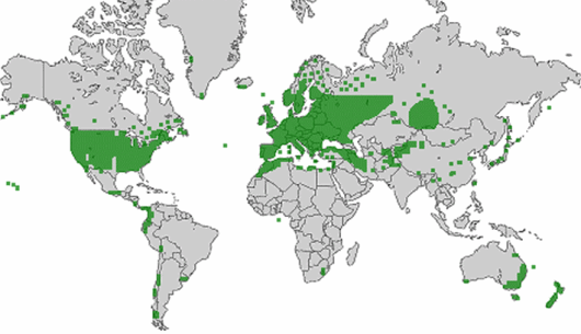 Dactylis glomerata subsp. glomerata