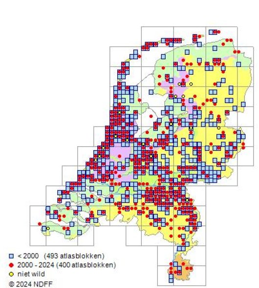 Descurainia sophia (L.) Webb ex Prantl