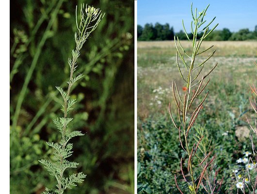 Descurainia sophia (L.) Webb ex Prantl