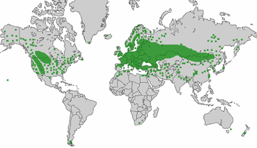 Descurainia sophia (L.) Webb ex Prantl