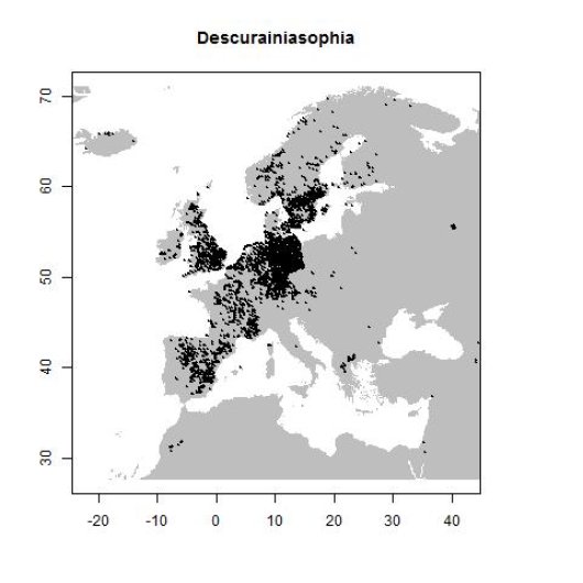 Descurainia sophia (L.) Webb ex Prantl