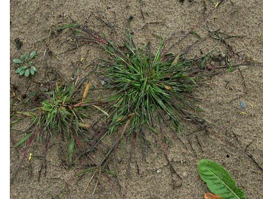 Digitaria ischaemum (Schreber) Muehlenberg