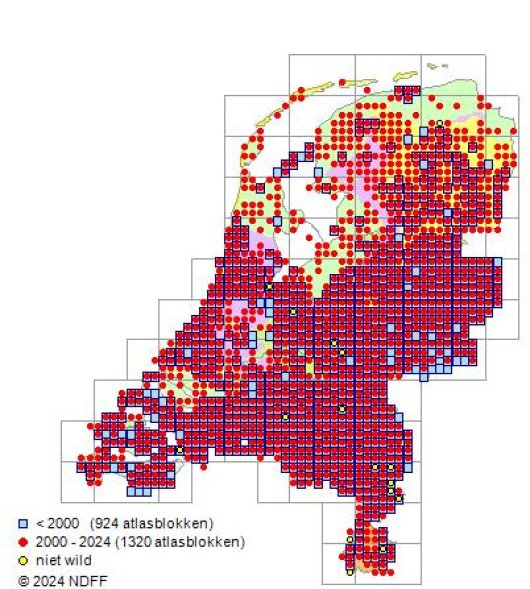 Digitaria ischaemum (Schreber) Muehlenberg