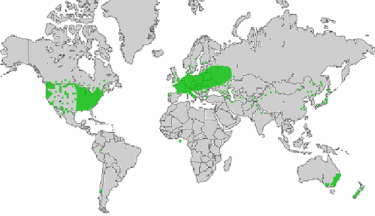 Digitaria ischaemum (Schreber) Muehlenberg