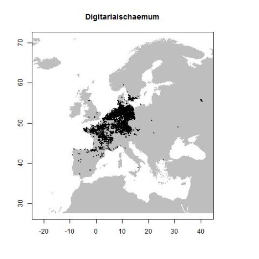 Digitaria ischaemum (Schreber) Muehlenberg
