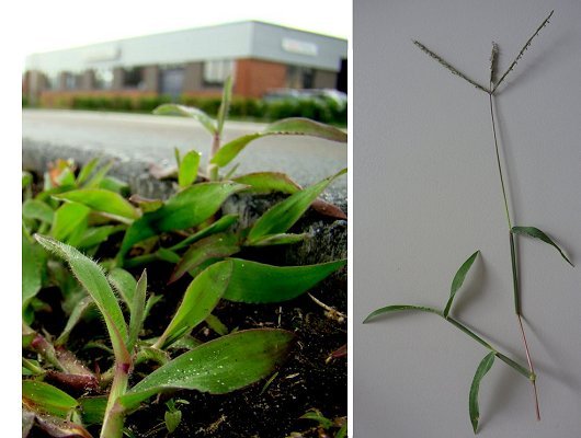 Digitaria sanguinalis (L.) Scop.