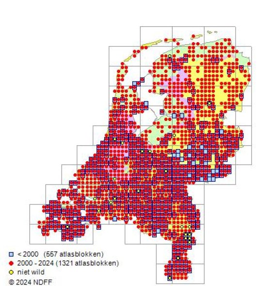 Digitaria sanguinalis (L.) Scop.