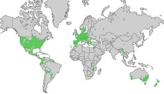 Digitaria sanguinalis (L.) Scop.