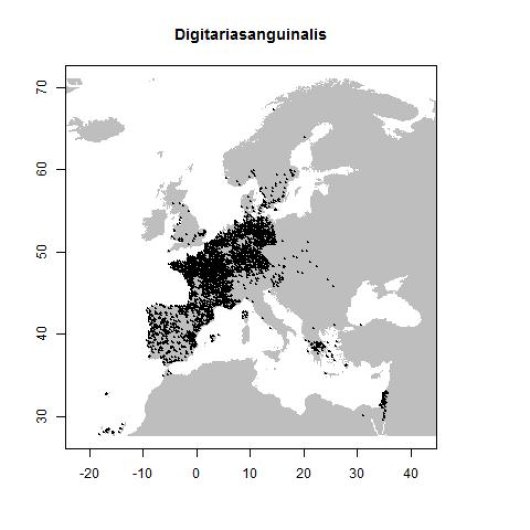 Digitaria sanguinalis (L.) Scop.