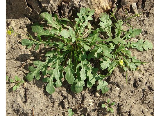 Diplotaxis muralis (L.) DC.