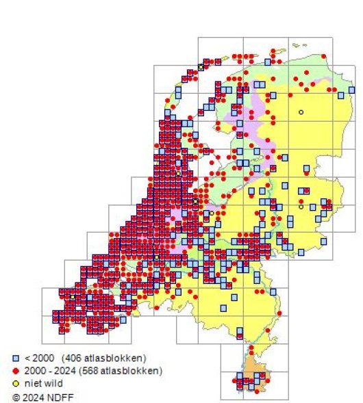 Diplotaxis muralis (L.) DC.