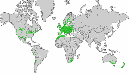 Diplotaxis muralis (L.) DC.