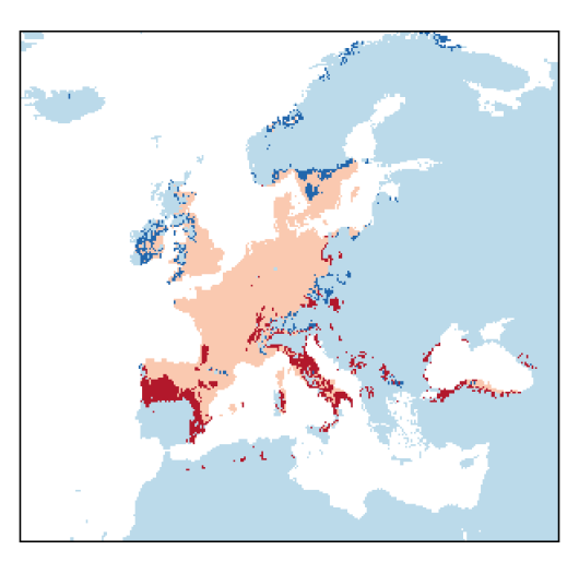 Diplotaxis muralis (L.) DC.