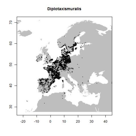 Diplotaxis muralis (L.) DC.