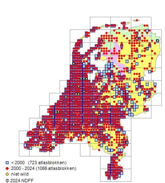 Diplotaxis tenuifolia (L.) DC.